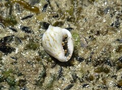 Euplica turturina