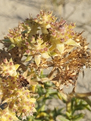 Echinophora spinosa