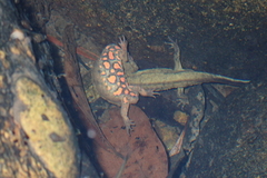 Paramesotriton hongkongensis