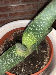 Gasteria