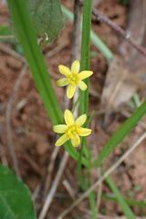 Hypoxis angustifolia