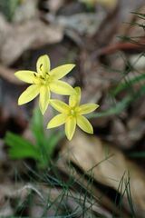 Hypoxis angustifolia
