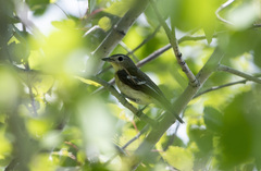 Ficedula zanthopygia