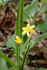 Hypoxis angustifolia