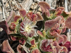Mesembryanthemum crystallinum