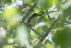 Ficedula zanthopygia