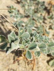 Medicago marina