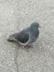 Columba livia domestica