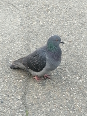 Columba livia domestica