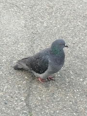 Columba livia domestica