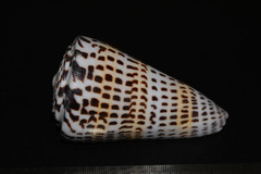 Conus litteratus