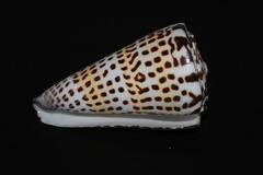 Conus litteratus