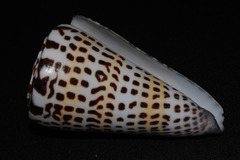 Conus litteratus