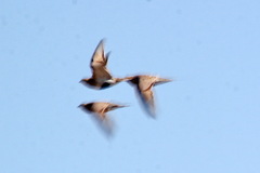 Syrrhaptes paradoxus