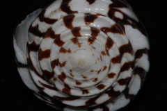 Conus litteratus