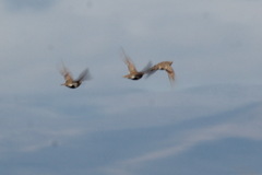 Syrrhaptes paradoxus