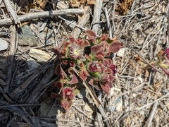 Mesembryanthemum crystallinum