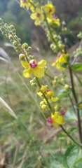 Verbascum chaixii