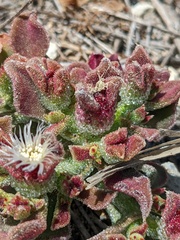 Mesembryanthemum crystallinum