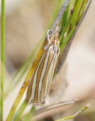 Hednota bivittella