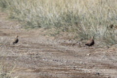 Syrrhaptes paradoxus