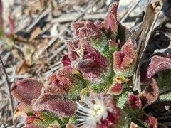 Mesembryanthemum crystallinum