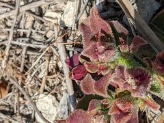 Mesembryanthemum crystallinum