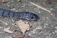 Pareas margaritophorus