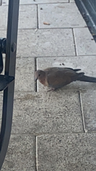 Streptopelia senegalensis