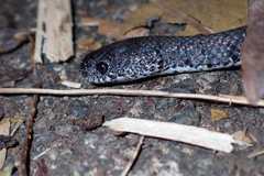 Pareas margaritophorus