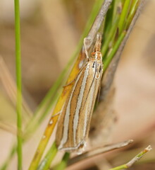 Hednota bivittella