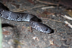 Pareas margaritophorus