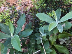 Tarchonanthus littoralis