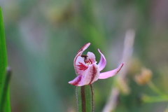Caladenia pusilla