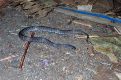 Pareas margaritophorus