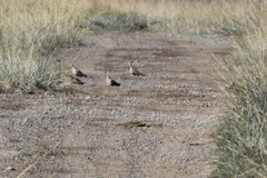 Syrrhaptes paradoxus