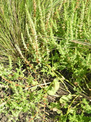 Rumex paraguayensis