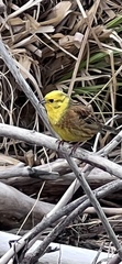 Emberiza citrinella caliginosa