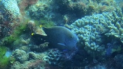 Plectroglyphidodon apicalis