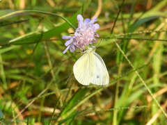 Pieris napi
