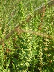 Rumex paraguayensis