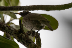 Bolemoreus frenatus