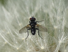 Phania funesta