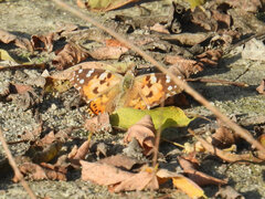 Vanessa cardui