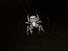 Araneus strandiellus