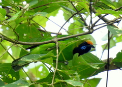 Chloropsis aurifrons