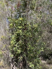 Banksia ilicifolia