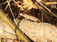 Podarcis muralis