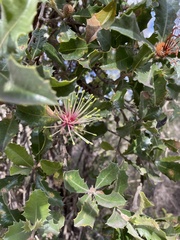 Banksia ilicifolia