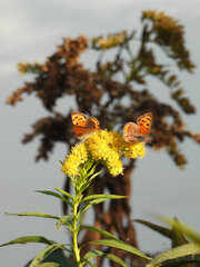 Lycaena phlaeas